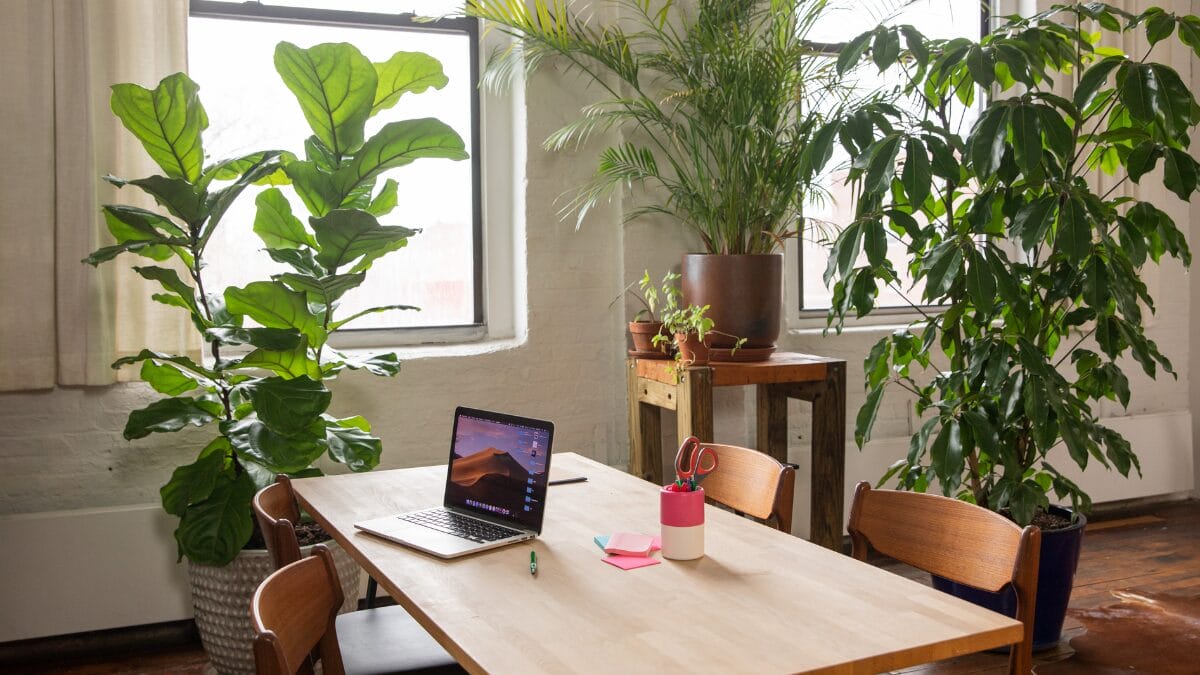 planta da prosperidade para a sua casa