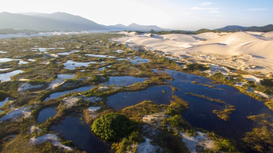 420 mil espécies invasoras já foram eliminadas (Foto: Divulgação)