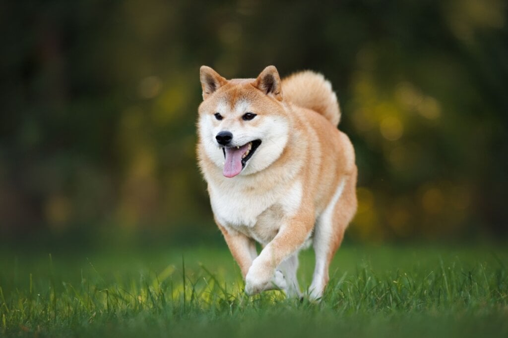 Cachorro da raça shiba inu correndo na grama