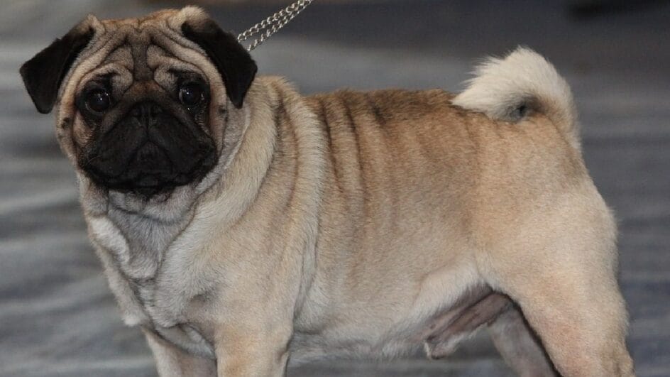 Todos sabem que o pug possui saúde frágil. Imagem: Dagur Brynjólfsson/Wikimedia Commons