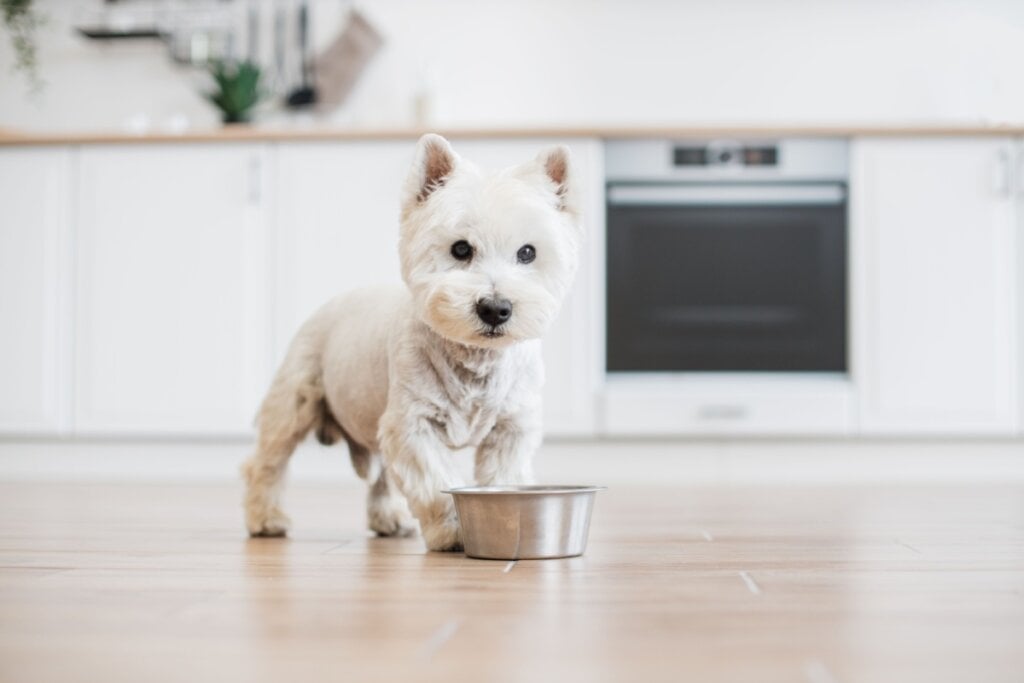 Cachorro da raÃ§a west highland white terrier ao lado de um pote de comida em uma cozinha