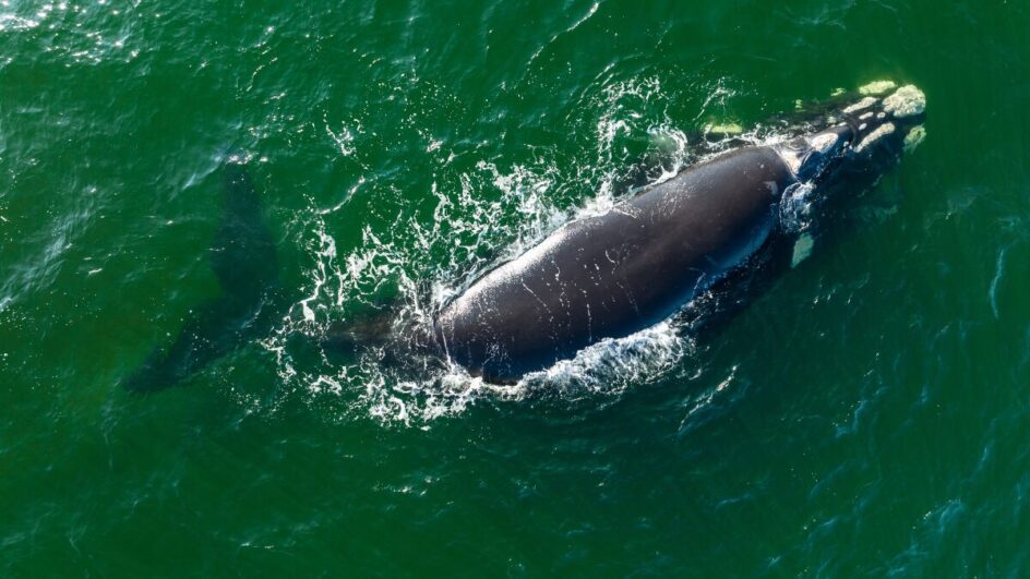 Baleias Francas Praia do Rosa
