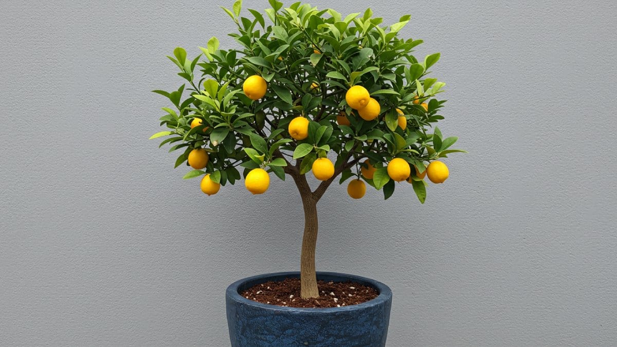 Mesmo com pouco espaço, dá pra montar um pomar produtivo e decorativo (Foto: Imagem gerada por IA)