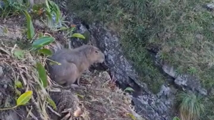 Capivara vive situação dramática após cair em penhasco de trilha paradisíaca em SC (6)