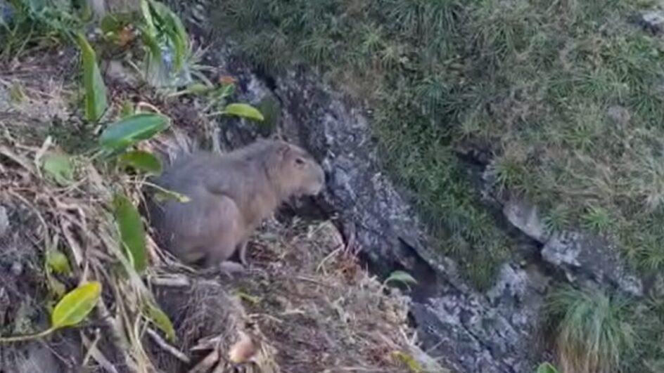 Capivara vive situação dramática após cair em penhasco de trilha paradisíaca em SC (6)