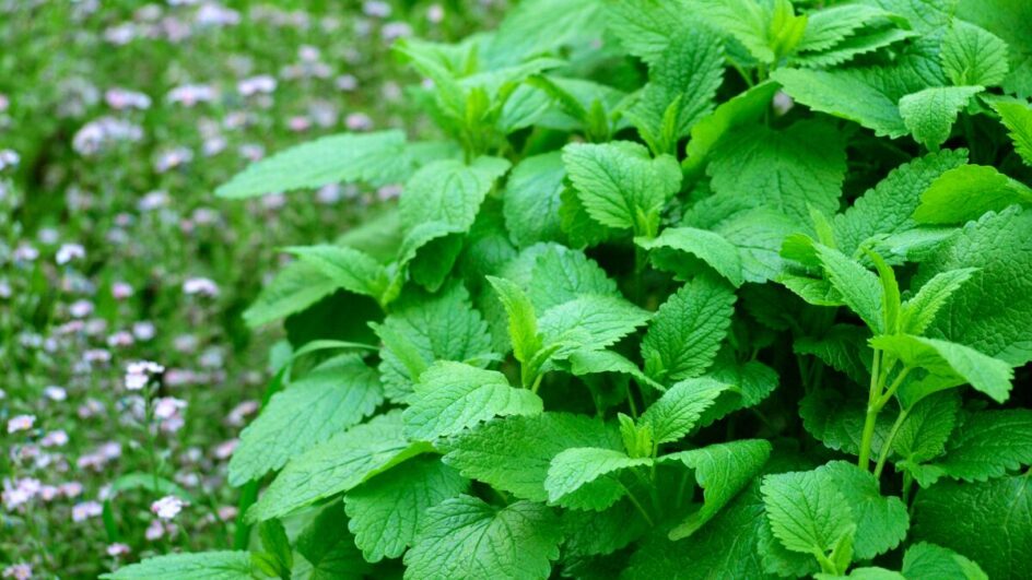 Conheça a melissa e seus poderes calmantes, antioxidantes e digestivos, cientificamente comprovados
