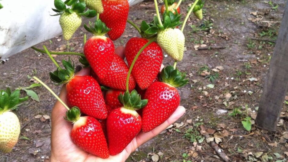 Udesc Lages introduz no mercado brasileiro duas novas cultivares de morango originárias da Itália