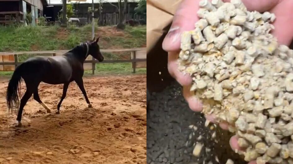 Entenda caso inédito de ração contaminada que matou 245 cavalos em quatro estados