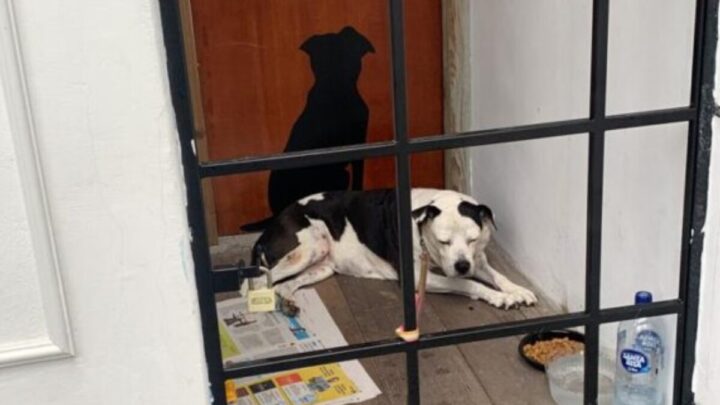 Filha resgata cadela idosa debilitada abandonada pela mãe em petshop em Florianópolis