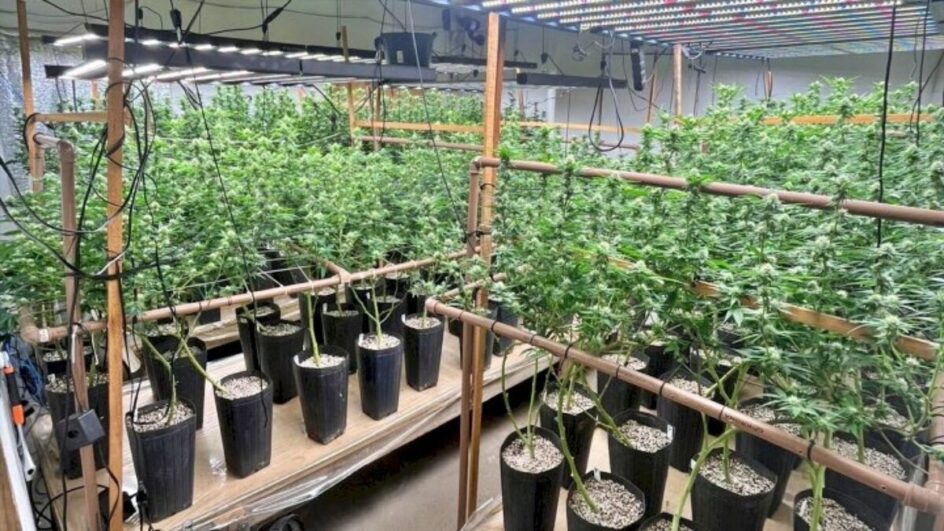 Homem é flagrado com plantação irregular de “maconha de playboy” em casa de Florianópolis