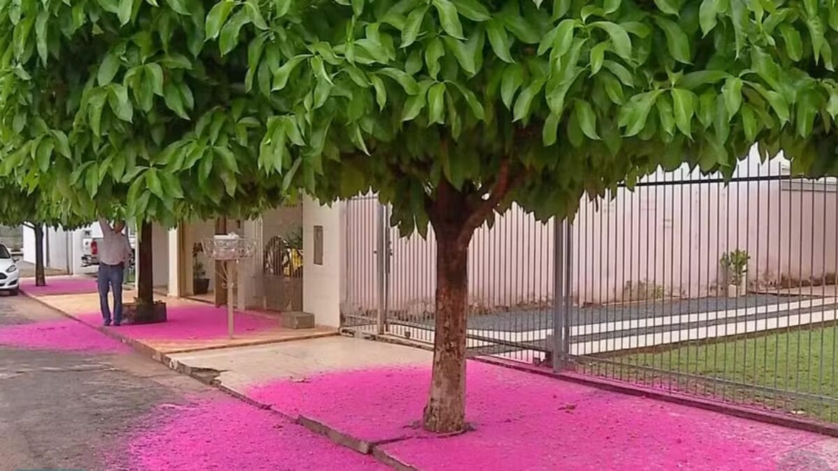 Jambo é uma fruta tropical que tem ganhado atenção por suas propriedades benéficas à saúde do coração