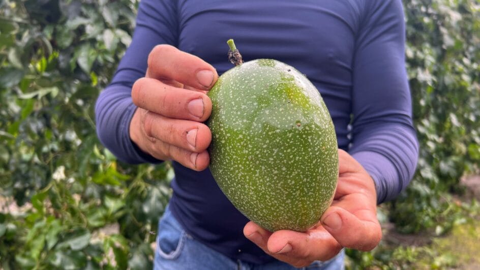 Produção de maracujá em Araquari (SC)
