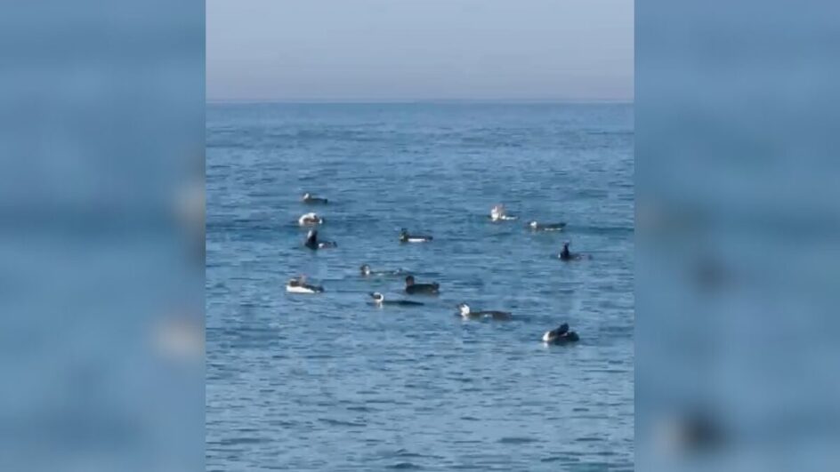 Pinguins em Araranguá