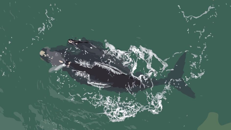 Saiba como adotar uma baleia-franca em Santa Catarina (2)