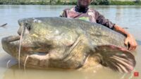 Animal foi capturado por pescador e devolvido ao rio após fotos (Foto: Reprodução, Youtube)
