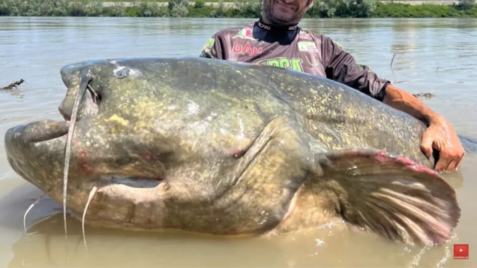Animal foi capturado por pescador e devolvido ao rio após fotos (Foto: Reprodução, Youtube)