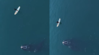 Vídeo impressionante mostra momento que baleia é solta em SC após 3 dias presa em rede