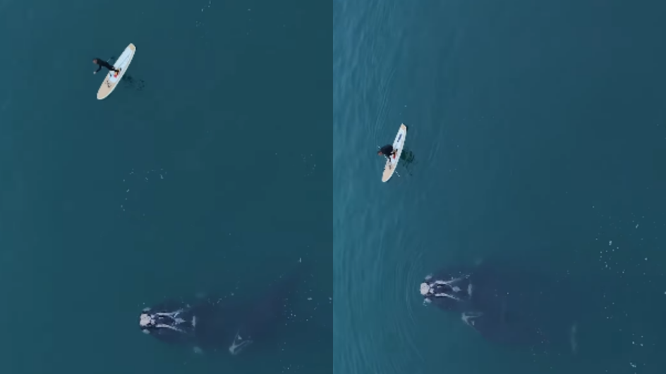 Vídeo impressionante mostra momento que baleia é solta em SC após 3 dias presa em rede