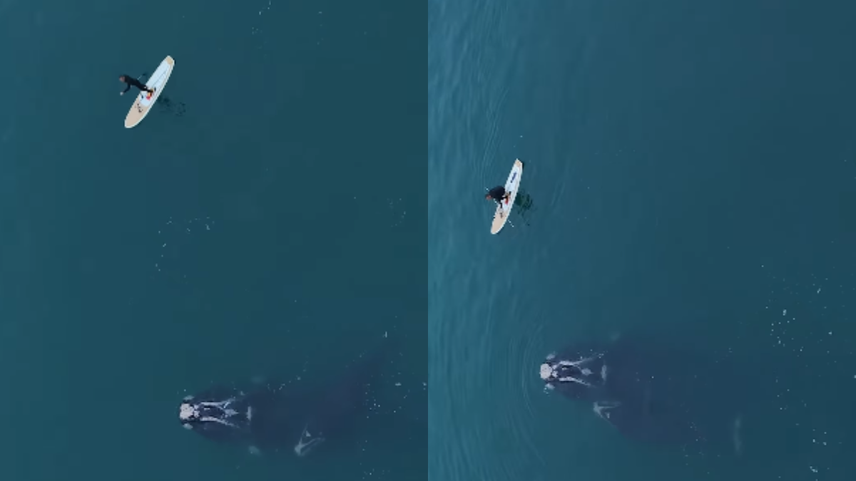 Vídeo impressionante mostra momento que baleia é solta em SC após 3 dias presa em rede