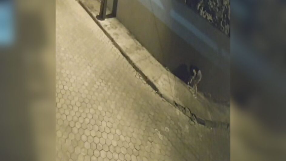 Cachorro abandonado em Joinville (SC)