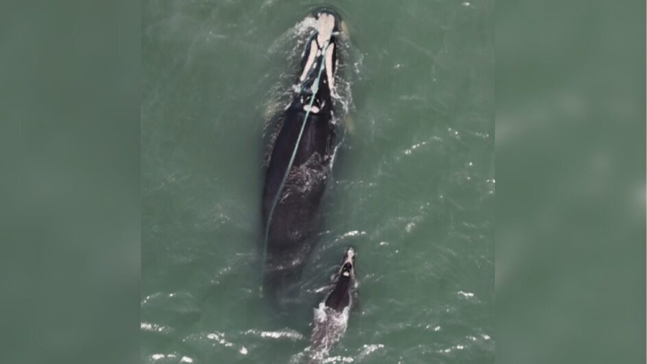 baleia rede de pesca