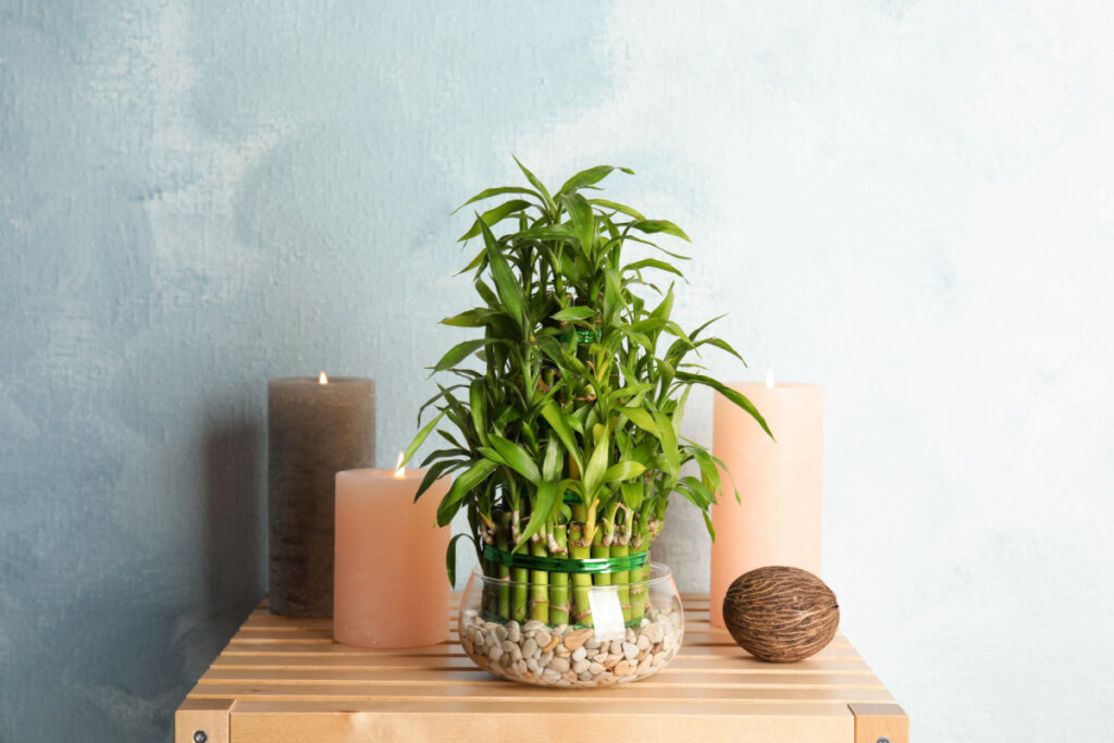 Mesa de madeira com vaso com bambu-da-sorte e três velas acesas