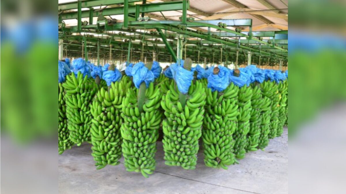 Condições climáticas afetaram produção nos últimos meses (Foto: Epagri, Divulgação)
