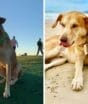 Vira-lata mais amado de Balneário Camboriú “furta” pet shops, tem fã-clube e ostenta vida de rei