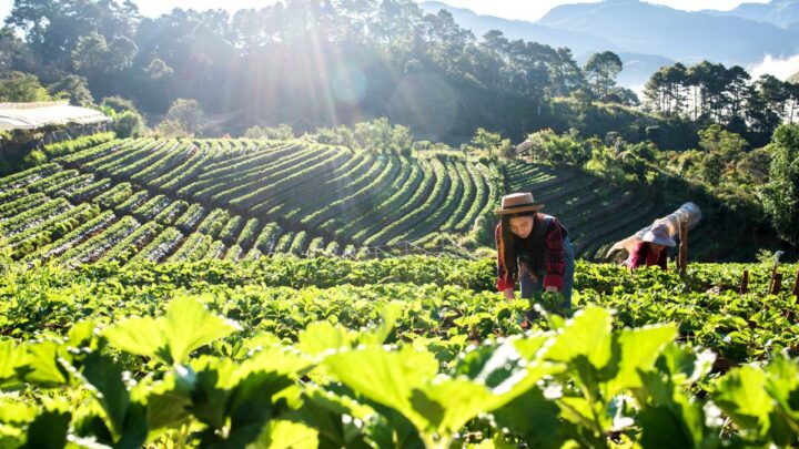 Estudo realizado pela na Alemanha, avaliou a autossuficiência alimentar de 186 países (Foto: Banco de images)