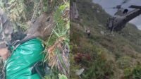 Capivara foi resgatada com sucesso (Foto: PMA, Divulgação)