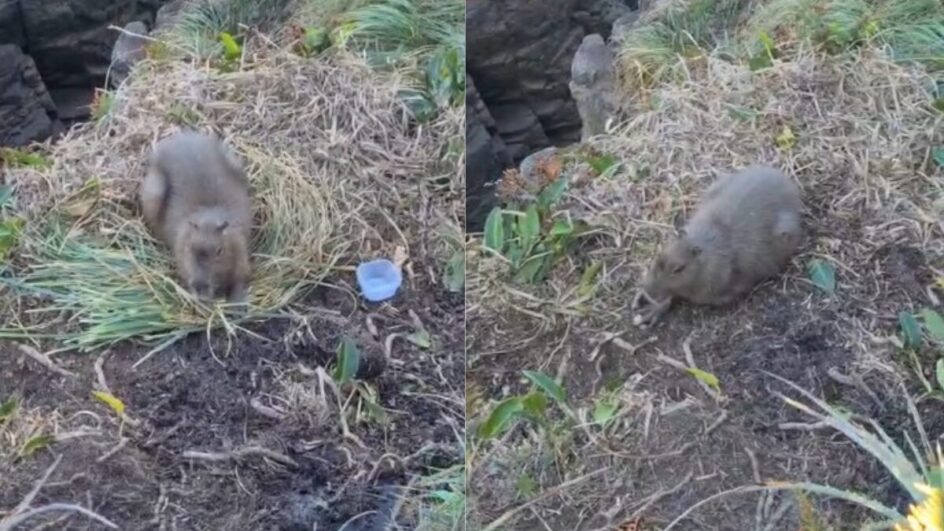 Capivara está em um local íngreme e de difícil acesso (Foto: PMA, Divulgação)