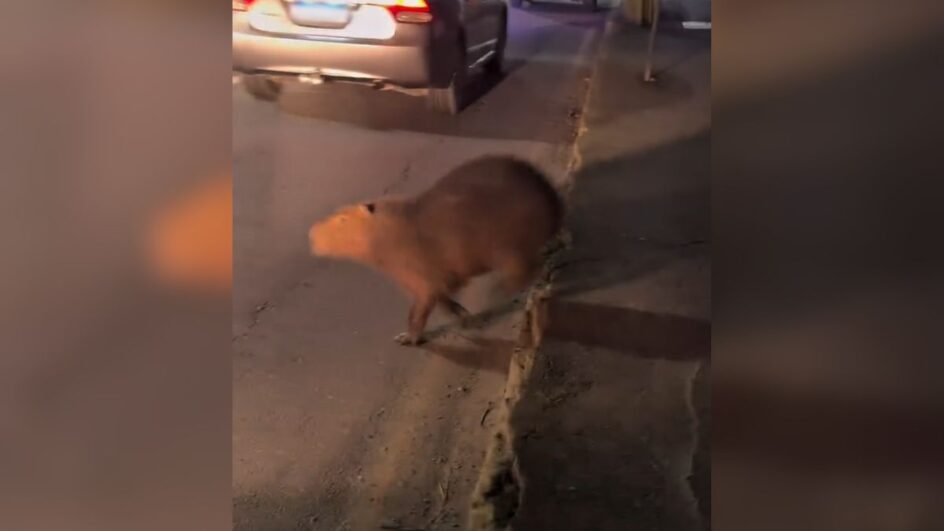 Capivara em Jaraguá do Sul (SC)