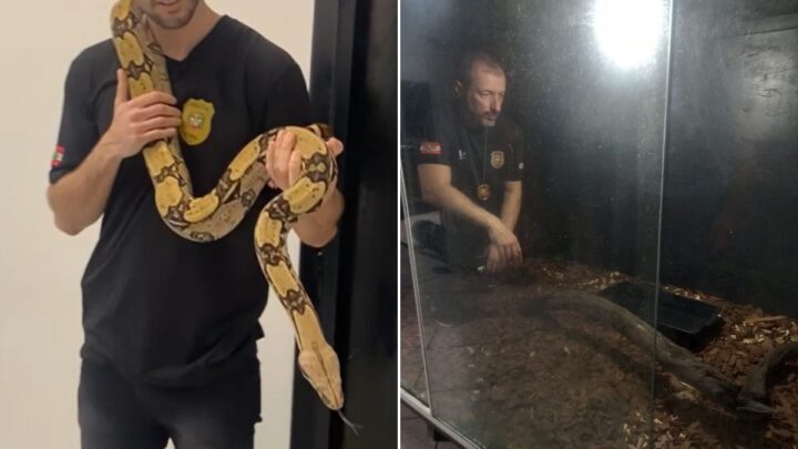 Jiboia resgatada em Joinville (SC)