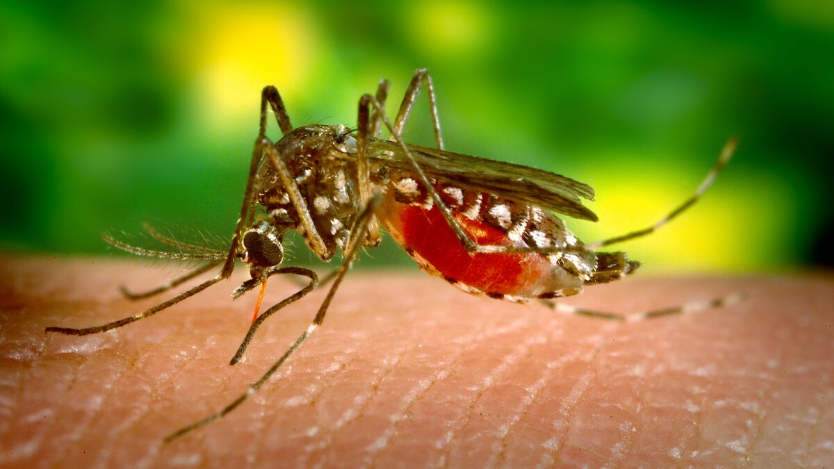 Mosquito é o principal vetor da doença (Foto: Banco de Imagens)