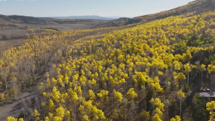 Pesquisadores estimam que a idade do Pando varia entre 16 mil e 80 mil anos (Foto: Reprodução/Youtube)