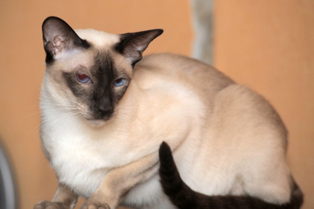 Gato siÃ¢mes deitado e olhando para o lado