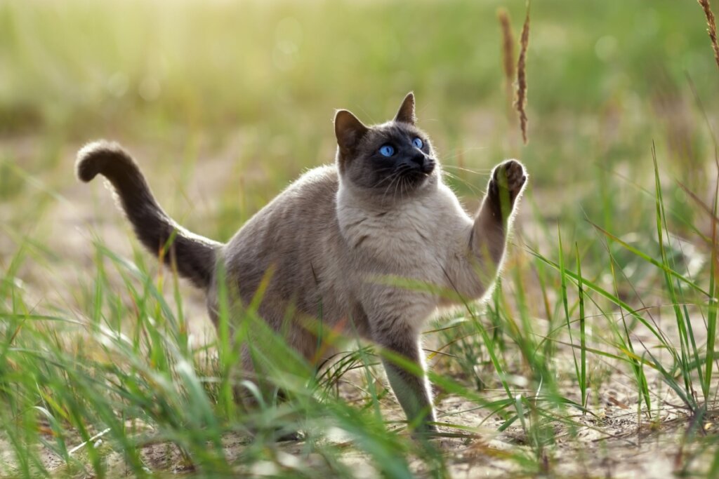 Gato da raÃ§a thai brincando com vegetaÃ§Ã£o em ar livre