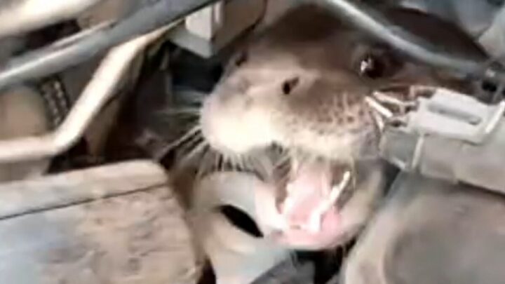 lontra