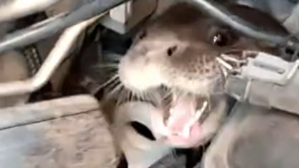 lontra