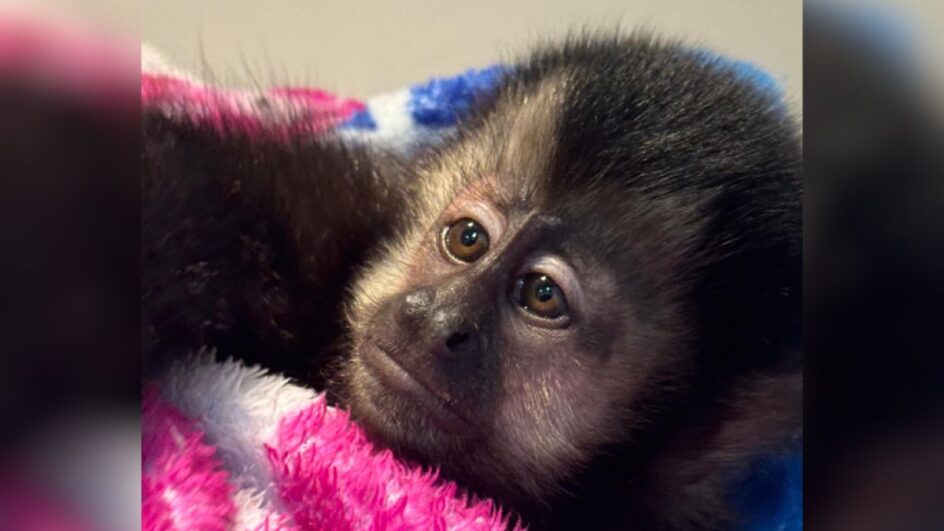 Macaco-prego resgatado em Jaraguá do Sul (SC)