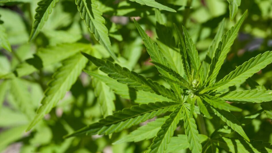 Quem for flagrado com 40 gramas de maconha não é considerado traficante (Foto: Banco de imagens)