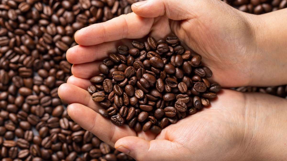 Mesmo com até 30% de grãos verdes, algumas amostras se destacaram e foram melhor avaliadas que cafés feitos só com maduros (Foto: Banco de imagens)
