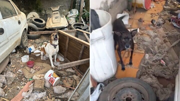 Maus-tratos contra animais em Joinville (SC)