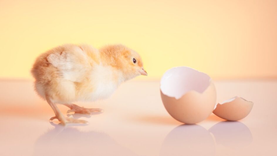 Finalmente, a ciência se posiciona sobre o milenar dilema da origem (Foto: banco de imagens)