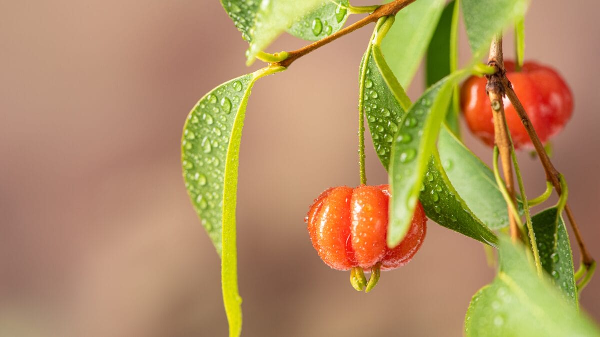 Essa pequena fruta comum no Brasil tem benef&iacute;cios que voc&ecirc; nem sabia