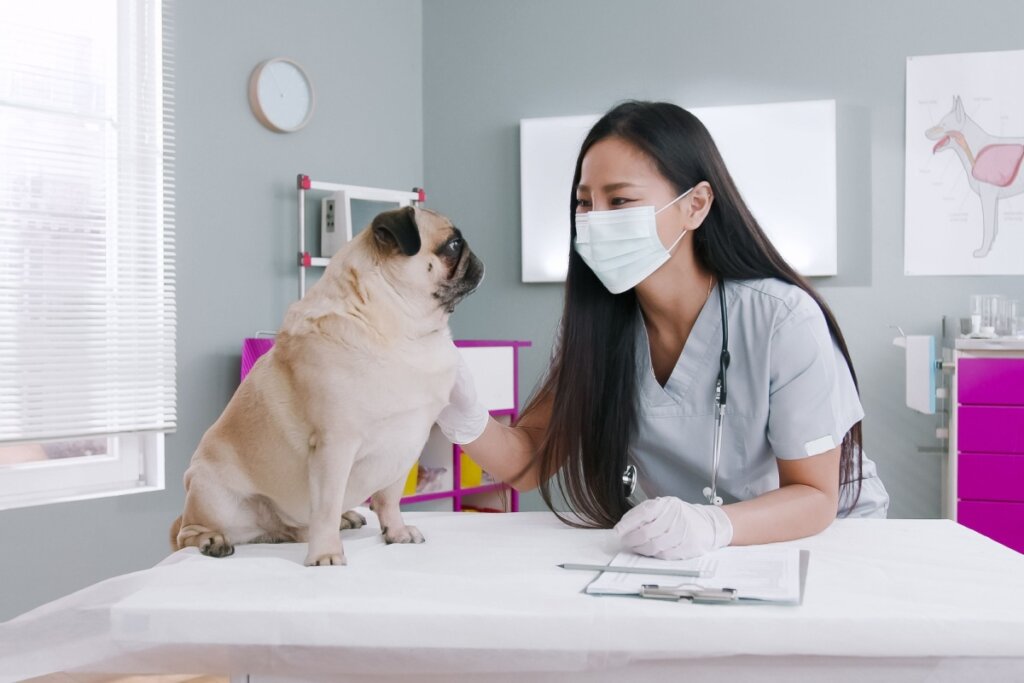 Cachorro da raça pug sendo avaliado por veterinária em consultório médico