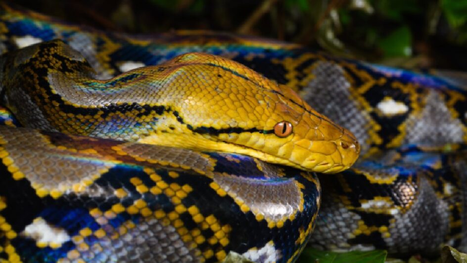 Cobras gigantes como A píton-reticulada possui casos registrados. (foto: Rushenb/Wikimedia Commons)