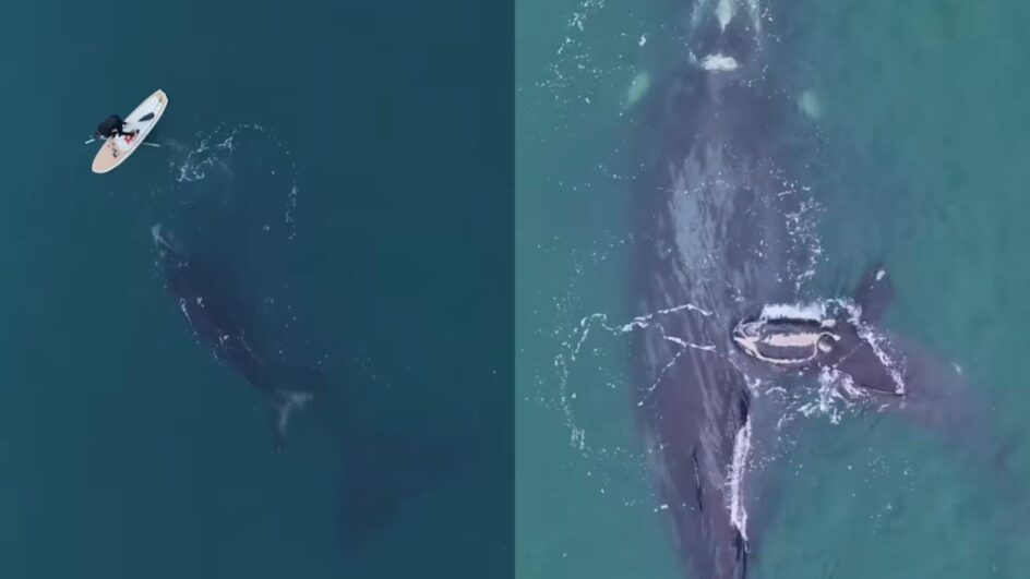 rede de pesca de baleia em SC