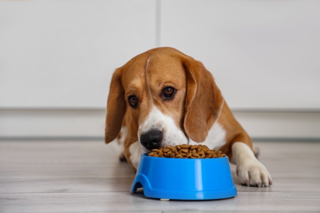Cachorro deitado comendo ração em um comedouro azul