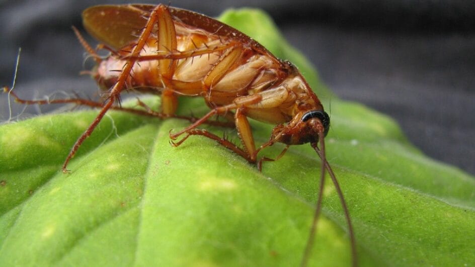 Baratas morrem de medo desses aromas (Foto: banco de imagens)